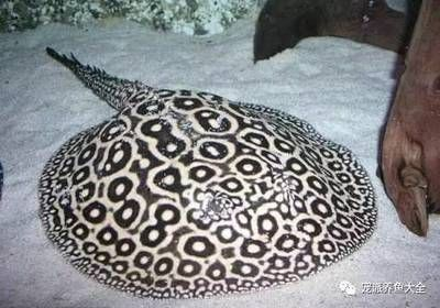 黑帝王魟魚的飼養(yǎng)技巧和注意事項(xiàng)：黑帝王魟的飼養(yǎng)技巧
