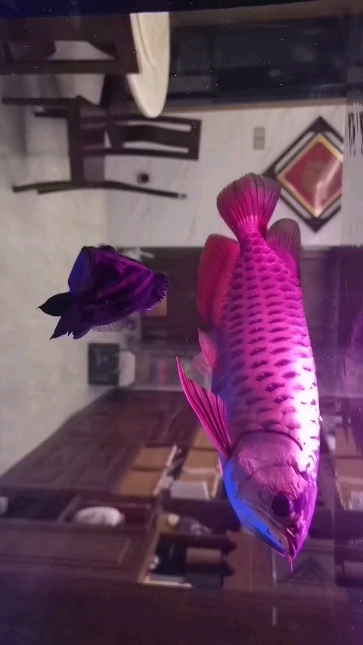 龍虎配