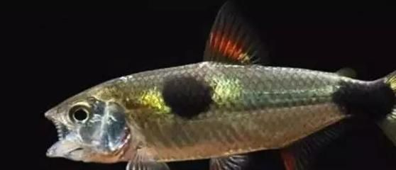 虎魚(yú)吃活食怎么給它改口：虎魚(yú)只吃活食的情況下，可以通過(guò)餓制的方式改變其飲食習(xí)慣