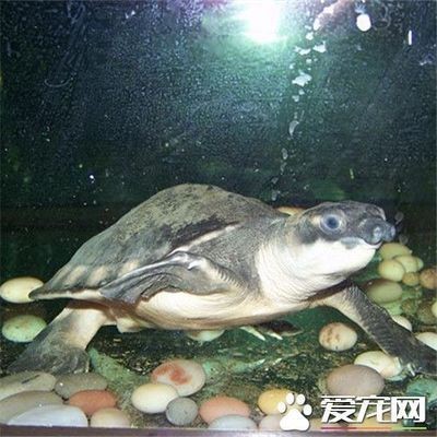豬鼻龜如何區分公母：豬鼻龜和甲魚如何區分公母(豬鼻龜和甲魚如何區分公母