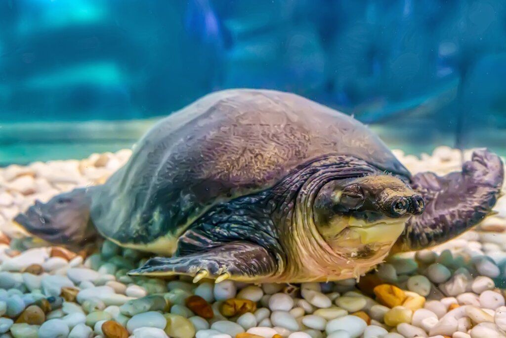 豬鼻龜如何區分公母：豬鼻龜和甲魚如何區分公母(豬鼻龜和甲魚如何區分公母