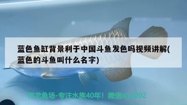 藍色魚缸背景利于中國斗魚發色嗎視頻講解(藍色的斗魚叫什么名字)