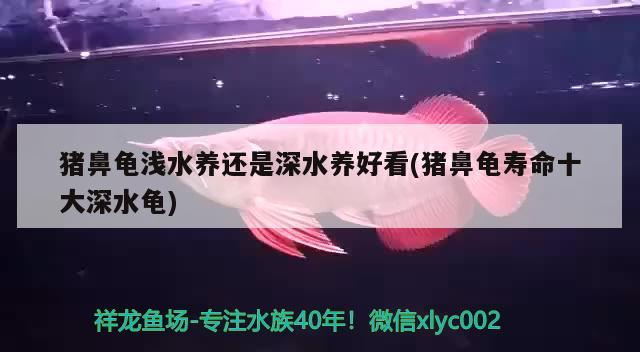 豬鼻龜淺水養還是深水養好看(豬鼻龜壽命十大深水龜)
