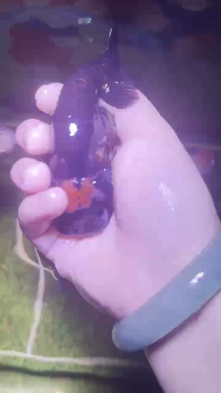 蘭壽金魚丹頂重墨