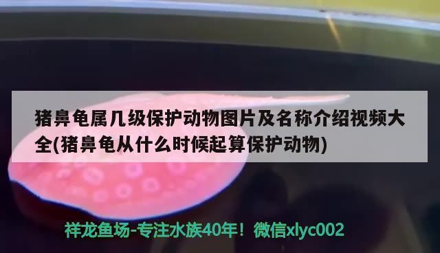 豬鼻龜屬幾級保護動物圖片及名稱介紹視頻大全(豬鼻龜從什么時候起算保護動物)