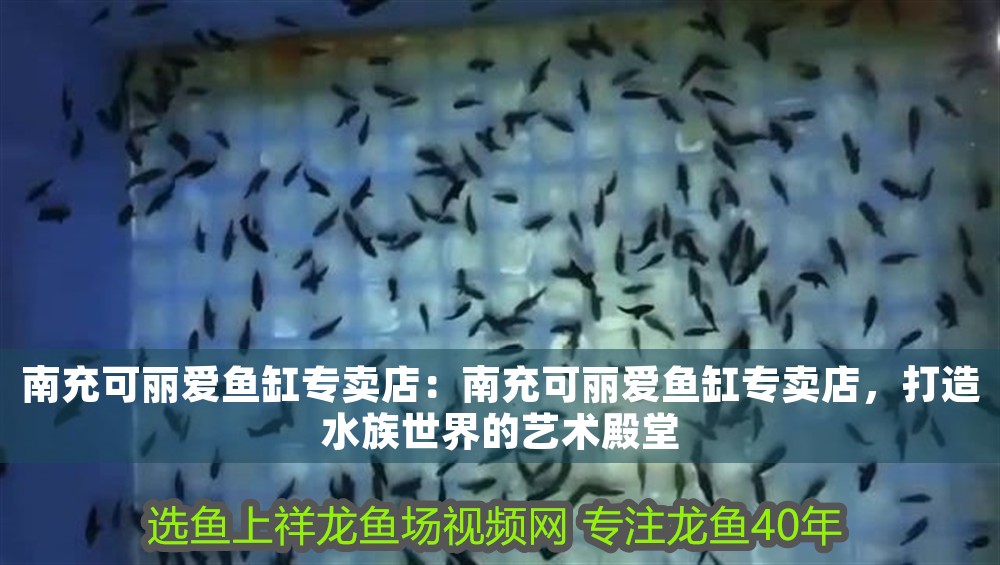 南充可麗愛魚缸專賣店：南充可麗愛魚缸專賣店，打造水族世界的藝術殿堂