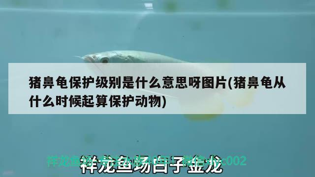 豬鼻龜保護(hù)級(jí)別是什么意思呀圖片(豬鼻龜從什么時(shí)候起算保護(hù)動(dòng)物)