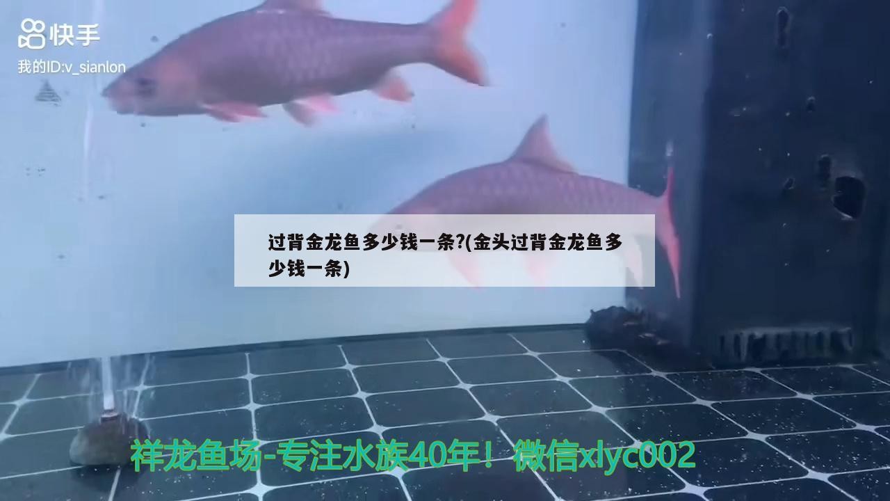 過背金龍魚多少錢一條?(金頭過背金龍魚多少錢一條)