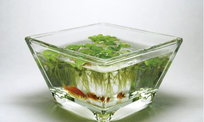 1.5米魚缸用多厚的玻璃合適：1.5米的魚缸用多厚的玻璃合適