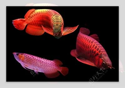 紅龍魚編號(hào)查詢：如何查詢紅龍魚編號(hào)