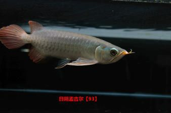 紅龍魚編號(hào)查詢：如何查詢紅龍魚編號(hào)