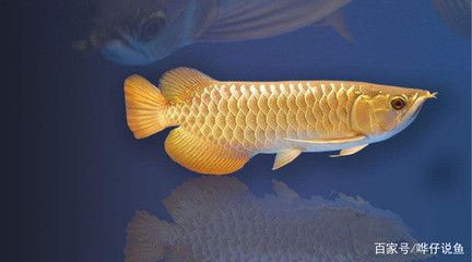 紅龍魚編號(hào)查詢：如何查詢紅龍魚編號(hào)