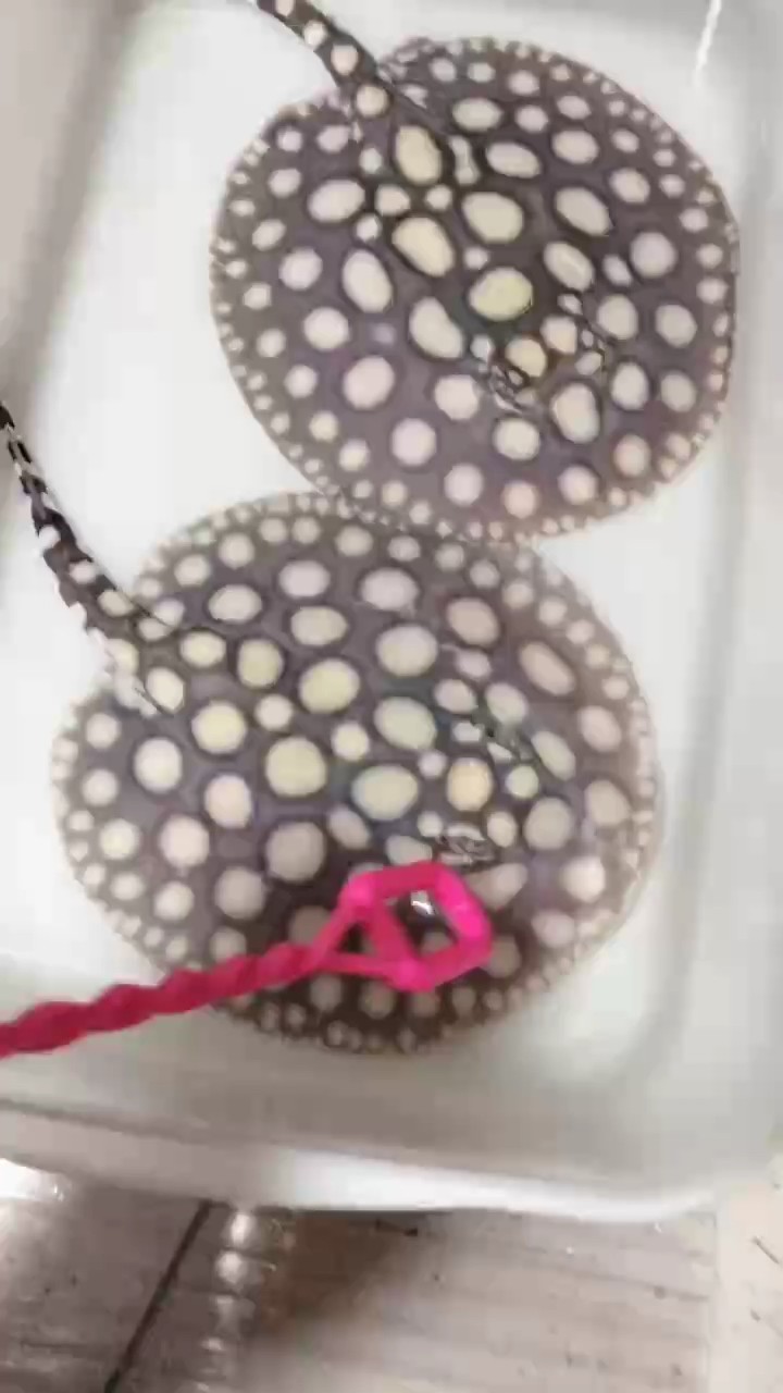 滿盤湯圓大白點