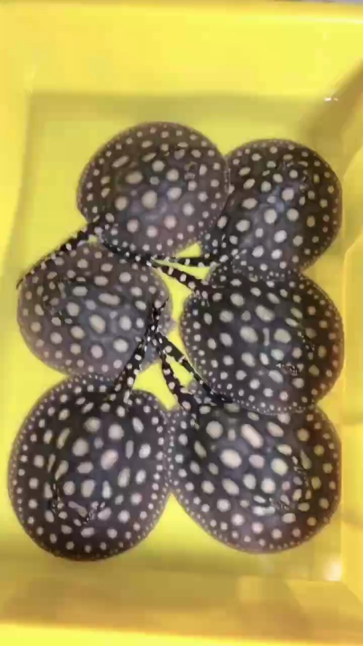 新生6只魟魚魚寶