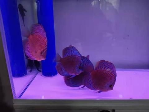 60厘米魚缸養七彩：60厘米的魚缸養七彩神仙魚的注意事項 60厘米魚缸養七彩：60厘米的魚缸養七彩神仙魚的注意事項 魚缸百科 第1張