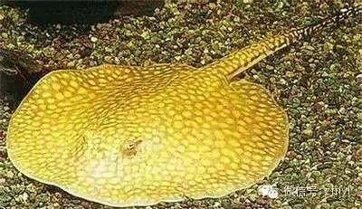 魟魚大便應該什么樣子：魟魚大便正常形態