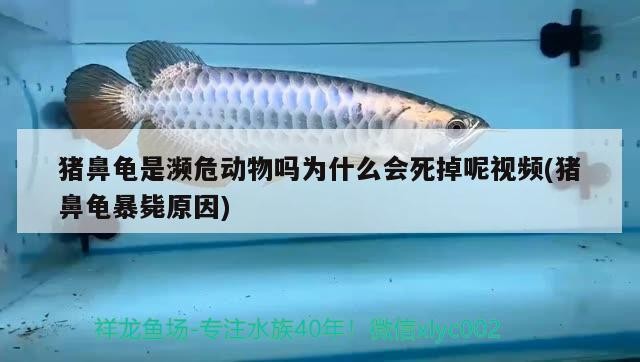 豬鼻龜是瀕危動物嗎為什么會死掉呢視頻(豬鼻龜暴斃原因)