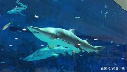 魟魚的牙齒：魟魚的牙齒不是撕咬獵物，而是為了過濾食物