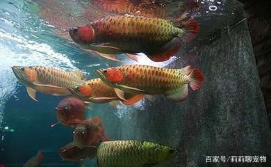 紅龍魚能跟什么魚混養一起：紅龍魚混養時如何控制燈光