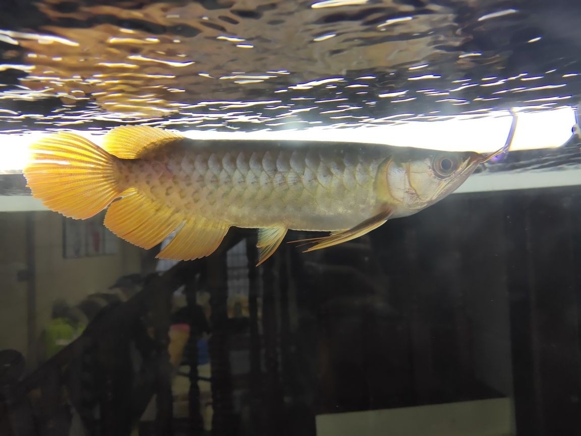 龍魚的品牌