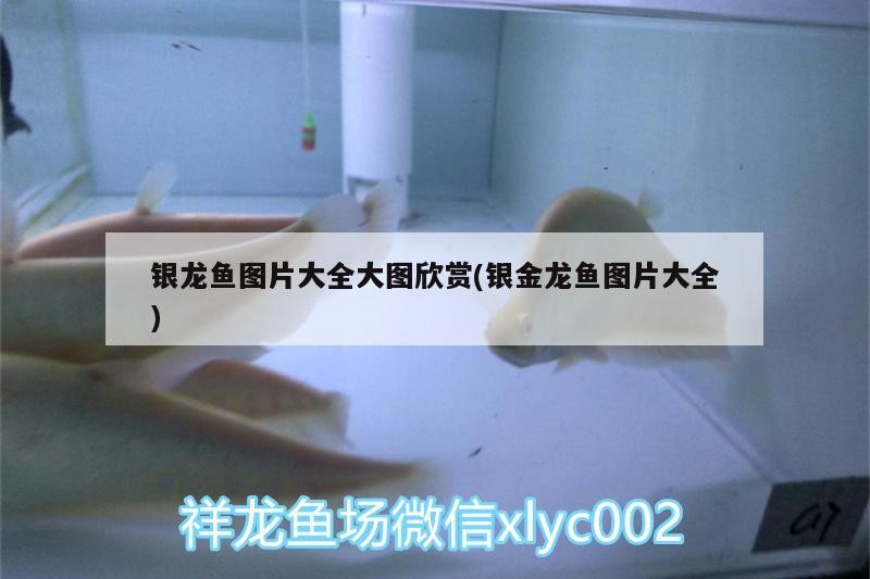 銀龍魚圖片大全大圖欣賞(銀金龍魚圖片大全)