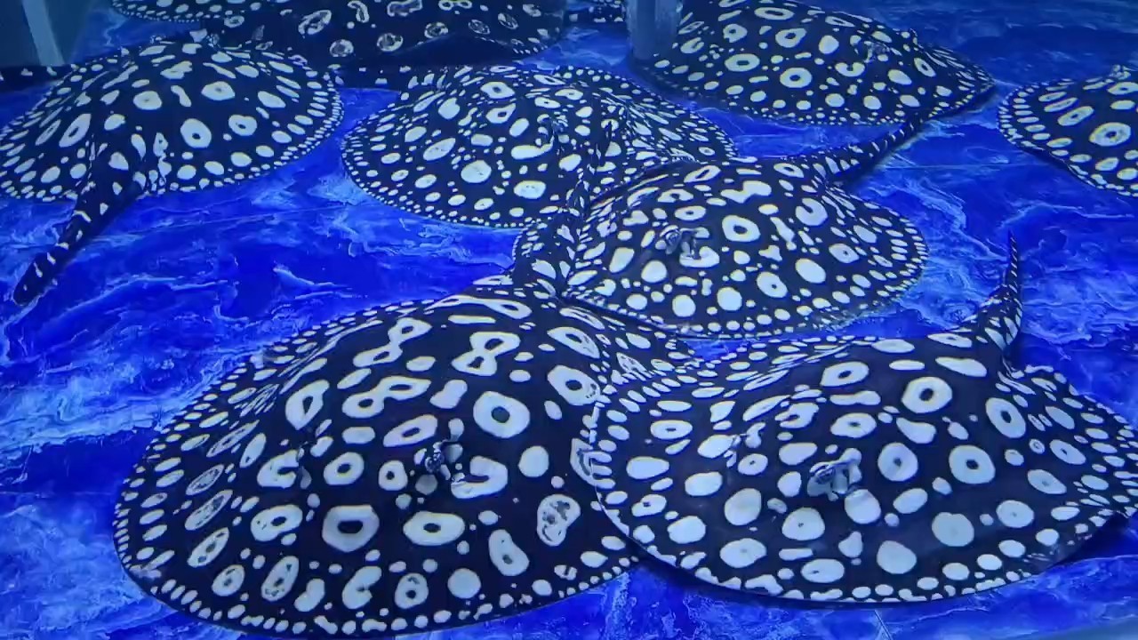 牛逼魟魟
