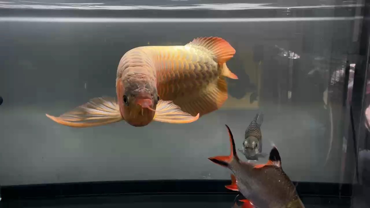 暴徒