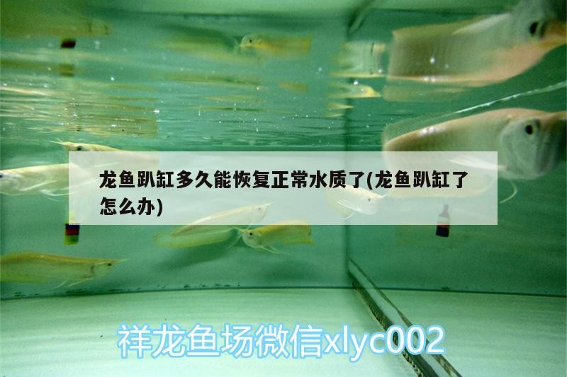 龍魚趴缸多久能恢復正常水質了(龍魚趴缸了怎么辦)