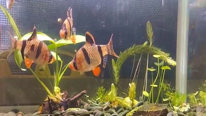 虎魚可以養幾條魚一起養：虎魚可以養幾條魚一起養幾條魚一起養幾條魚一起養