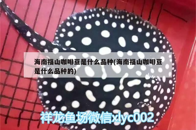 海南福山咖啡豆是什么品種(海南福山咖啡豆是什么品種的)