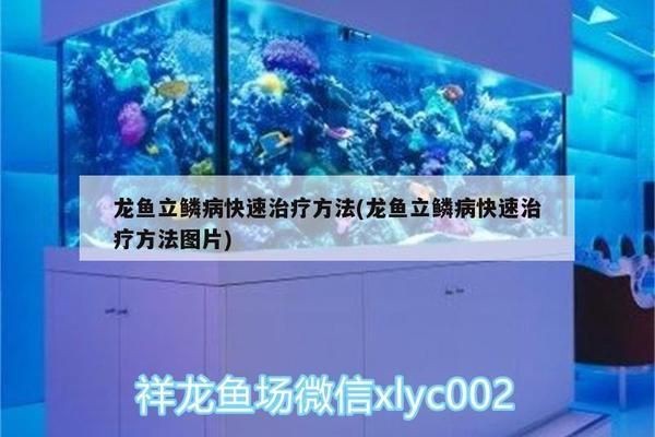龍魚立鱗怎么治療好的快vs祥龍魚場：“龍魚立鱗怎么治療好的快”還是“祥龍魚場”