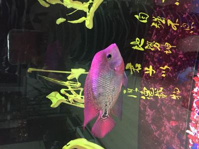 綿陽龍魚vs祥龍魚場（探討綿陽龍魚與祥龍魚場之間的差異）