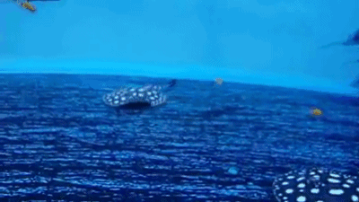 魟魚不吃食怎么辦但很活躍：魟魚不吃食怎么辦