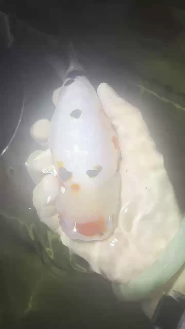 蘭壽金魚單頂奶花