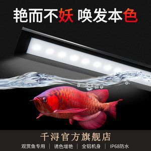 紅龍魚用什么牌子燈發色好：如何選擇紅龍魚發色的燈具