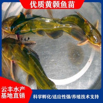 廣州觀賞魚養殖基地有哪些公司在建（廣州觀賞魚養殖基地哪些公司在建）