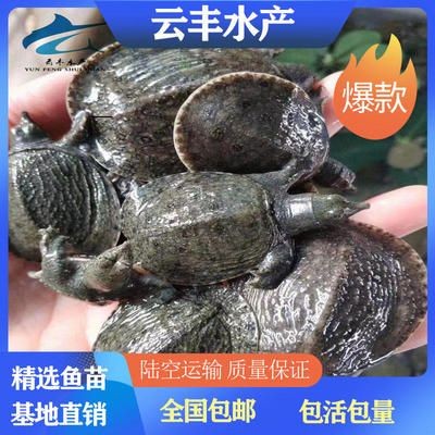 廣州觀賞魚養殖基地有哪些公司在建（廣州觀賞魚養殖基地哪些公司在建）