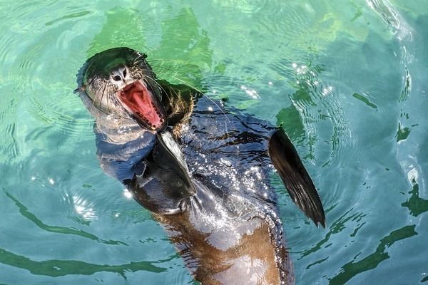 龍魚尾巴有凸起小白點怎么回事vs祥龍魚場：祥龍魚場的龍魚品種介紹 龍魚尾巴有凸起小白點怎么回事vs祥龍魚場：祥龍魚場的龍魚品種介紹 vs祥龍魚場 第3張