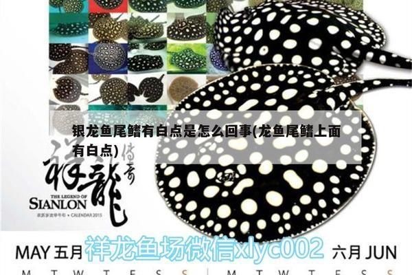 龍魚尾巴有凸起小白點怎么回事vs祥龍魚場：祥龍魚場的龍魚品種介紹 龍魚尾巴有凸起小白點怎么回事vs祥龍魚場：祥龍魚場的龍魚品種介紹 vs祥龍魚場 第4張