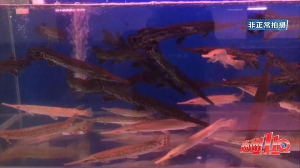 大魚缸觀賞魚怎么養(yǎng)殖：養(yǎng)觀賞魚的注意事項