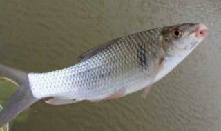 魟魚怕癢：[需手動填充]魚為什么會怕癢？