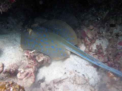 魟魚怕癢：[需手動填充]魚為什么會怕癢？