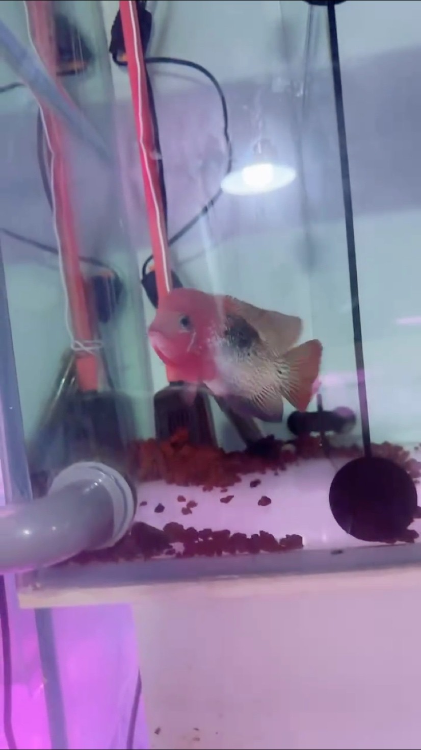 泰國進口羅漢魚