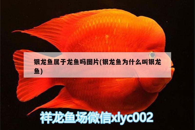 銀龍魚屬于龍魚嗎圖片(銀龍魚為什么叫銀龍魚)