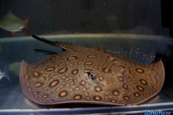 珍珠魟魚和皇冠魟魚的區別：珍珠魟魚和皇冠魟魚有什么區別？