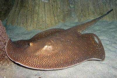 珍珠魟魚和皇冠魟魚的區別：珍珠魟魚和皇冠魟魚有什么區別？