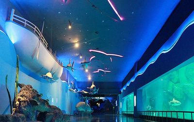 德州水族館vs祥龍魚場（德州水族館與祥龍魚場的區別）