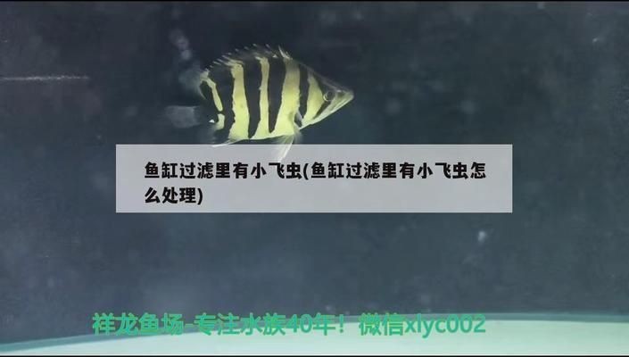 龍魚箭蟲用什么藥vs祥龍魚場：祥龍魚場的疾病預防龍魚常見病及防治龍魚的危害