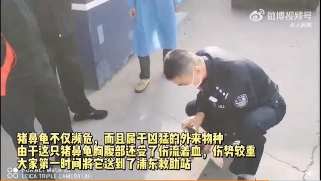 豬鼻龜是外來物種嗎：七分鐘帶你了解豬鼻龜
