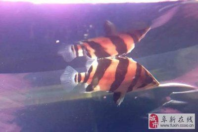 三文虎和四文虎那個好：三文虎和四文虎哪個好